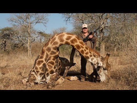 Hunting Giraffe in Africa