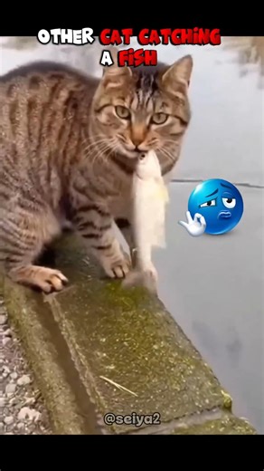 Other cat catching a fish Vs... #reels #shorts