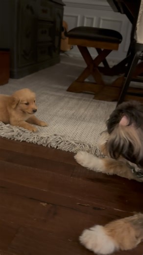 Justin Warren on Instagram: "Our new Golden Retriever puppy becoming best friends with our Miniature Bernedoodle. #puppy #goldenretriever #bernedoodle"