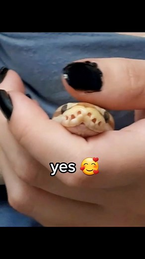 Prince the python on TikTok