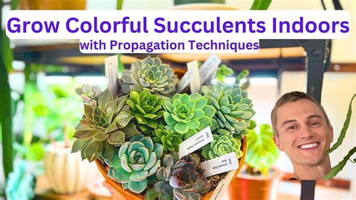 Growing colorful succulents indoors - How to propagate leaves & beheading method - Complete tutorial
