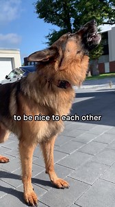 Funny German Shepherd Shenanigans