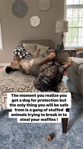 136K views · 4K reactions | I feel safer already #reels #funny #sadiethesableshepherd | Sadie the sable shepherd | Facebook