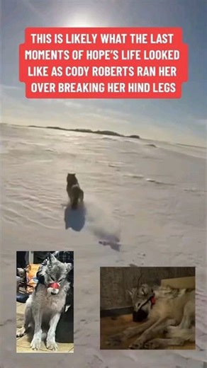 A Wolf Adventure Outreach and Retreat on Instagram: "February 29, 2024, Cody Roberts of Daniel Wyoming set off on a snowmobile ride where he encountered a juvenile wolf pup possibly separated her from her family and chased her down disabling her most likely breaking her back legs. Her mouth was duct taped, and she was bound with collar and lead. Cody proceeded to drag her home and then to the local Green River Bar in Daniel Wyoming. For hours, she was needlessly tortured , mocked, and in pain, u