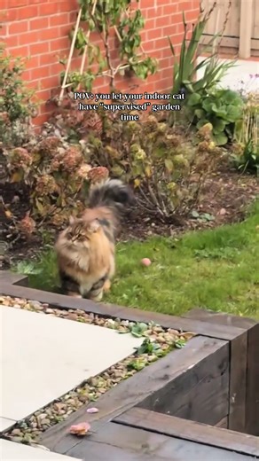Supervised Garden Time for Indoor Cats: A Safe Adventure