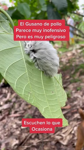 Gusano de Pollo: Riesgos y Consecuencias