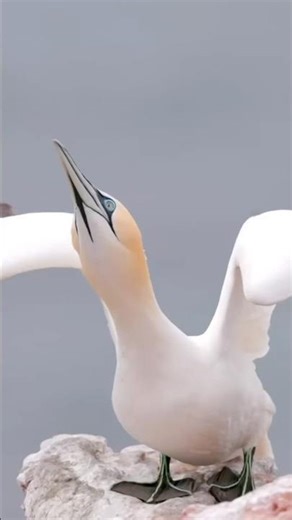 The Bird That Attacks the Ocean Like a Rocket! #youtubeshorts #trendingshorts #shortvideo