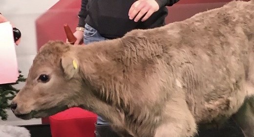 Humane Farming Practices a focus at Keene’s Harley Farms