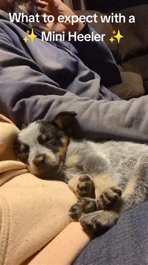 what to expect when you have a mini blue heeler puppy 😂 #miniheeler #miniatureheeler #blueheeler #puppy #heelerpuppy #dog #dogs #puppy #puppies #australiancattledog