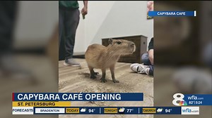 Capybara Cafe Opening