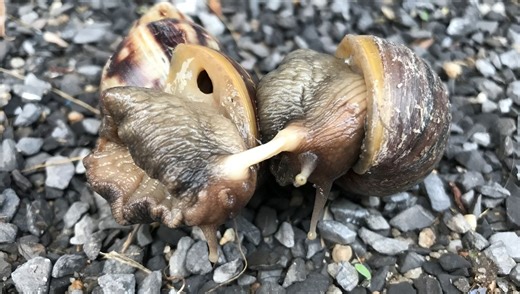 How Do Snails Have Sex?