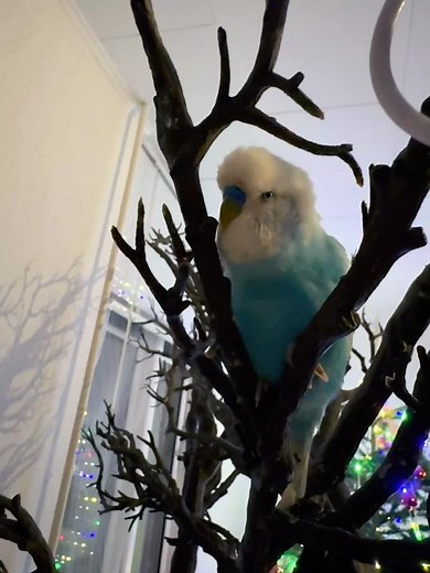 Beautiful budgie 😍cute budgie sounds for lonely budgies at home