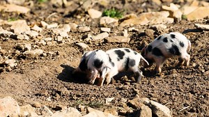 Pig, Animal, Piggy, Piglet