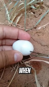 Why Baby Snakes Are More Dangerous Than Adults | Innovate & Create Clips