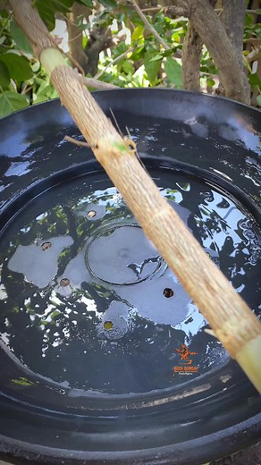 102K views · 433 reactions | Air Layering Plant Propagation Technique #bonsai #studionganu #budibonsai #bonsaitree #bonsaiart #bonsailovers | Budi Bonsai | Facebook