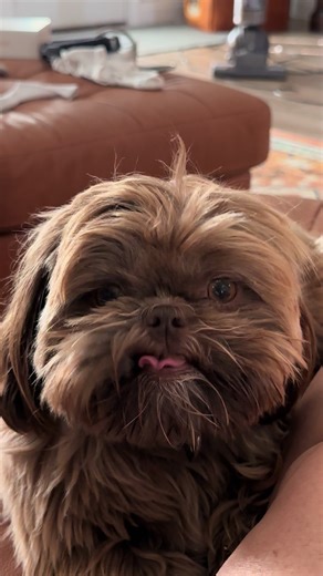 Sammy the Derpy Shih Tzu: Adorable Moments