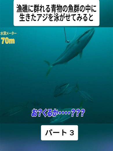 漁礁に群れる青物の魚群の中に生きたアジを泳がせてみると #3 #foryoupage #スイチャンネル #釣り #動物 #ウニ駆除 #fishing #japan #viral #fyp