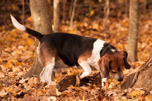 Can Dogs Eat Acorns and Other Tree Nuts?