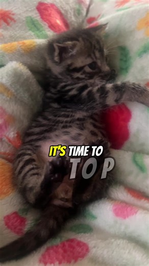 #Meme #MemeCut #georgiagirlsdoitbetter🔥🔥 #single #fyp