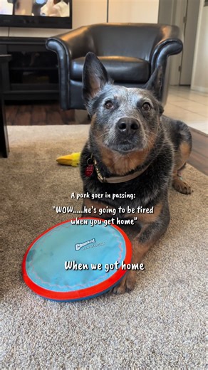 Exploring the Energetic Australian Cattle Dog