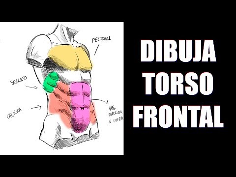 Aprende a dibujar un TORSO por su parte FRONTAL ✍️ Descubre los músculos