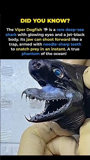 Deep Sea’s Most TERRIFYING Shark? The Viper Dogfish 😱🦈 #shorts