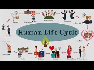 Life Cycle of a Human: From Birth to Death