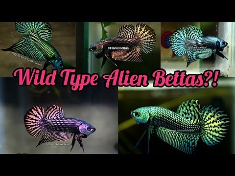The most beautiful wild Alien Bettas?! - wild type captive bred bloodlines from FranksBettas