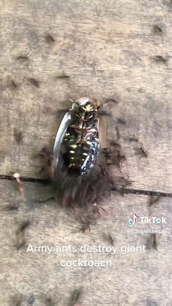 Army Ants: Nature's Ultimate Predators