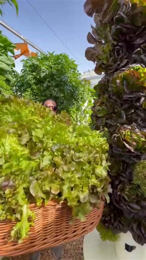 Vertical farming with aeroponic towers creates an optimal environment for cultivating hundreds of different crops while using only a single nutrient formula and irrigation schedule. Unlike tradi #wirelessmicrophone #asmrunboxing #larkmax #contentcreator | Benjamin Davis | Facebook