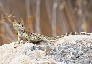 The Agama lizard: A cold-blooded friend | The Jerusalem Post
