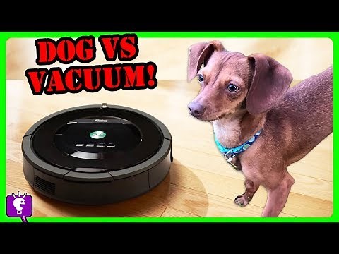 DOG vs VACUUM: HobbyFlappy Competes the Roomba! Who Is Better At Cleaning? Challenge by HobbyKidsTV