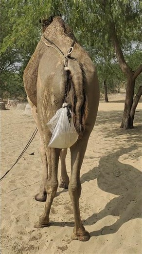 عندما رأى الجمل المتسوق متوقفًا خلفه، غضب قليلاً، لكن بعد ذلك تحسنت حالته