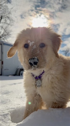 This golden retriever loves ALL of the sniffs! #goldenretriever #puppy #goldenretreiver #cute
