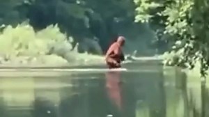 Michigan Sasquatch Crossing River Carrying Infant Bigfoot on Video #sasquatch #bigfoot #wildman #creature #skunkape #Michigan | Rocky Mountain Sasquatch Organization