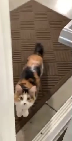 Cat Tip Toe Pro: Mastering the Art of Sneaking Around