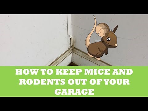 How to Keep Mice and Rodents Out of Your Garage