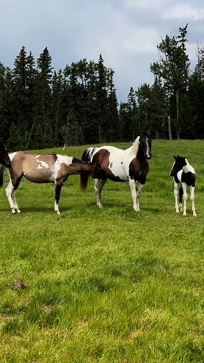 I caught Mocha trying to sneak a drink from Ladybug. Sometimes it is hard growing up 😅 | Medicine Hills Ranch