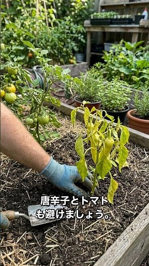 4月の家庭菜園で失敗しない！トマトの隣にジャガイモはNG