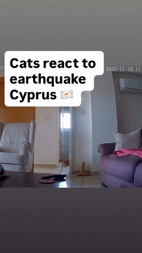 What’s going on in Cyprus? Another tremor today — the cats noticed it right away again. Everyone’s fine and staying calm 🐾💚 • • • #cats #earthquake #cat #quake #cyprus #catsofinstagram #catinstagram #cat #blackcat #whitecat #cyprusnews #catsofig #catreels #catvideos #cats_of_instagram #catworld #cypruscats #scary #instacat #whitecat #gingercat #catreaction #petsofinstagram | lukakis_the_cat