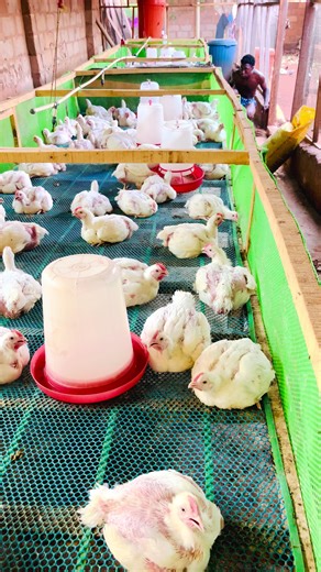Cleaning under the plastic mesh every 4–5 days helps control bacteria, odor, and disease pressure. Hygiene is maintenance, not punishment. Regular cleanup beneath the mesh keeps the environment dry and healthy for broilers.