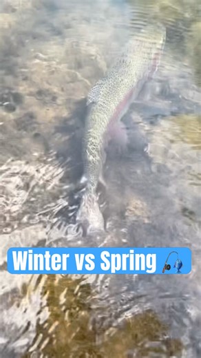 Winter vs Springtime fishing, which one is better? 🎣 #fishing #trout #troutfishing #icefishing