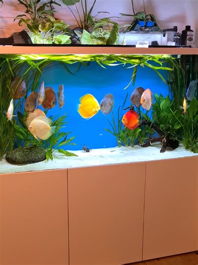 Creating a Beautiful Aquarium with Discus Fish