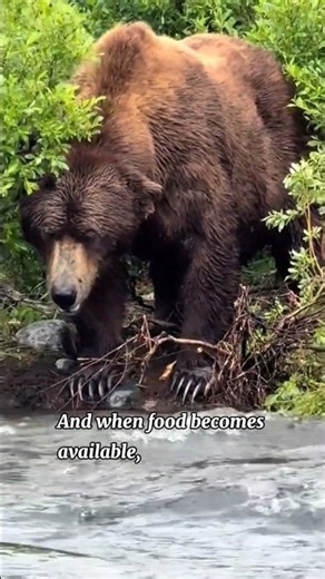 Black Bear | Nature's Ultimate Survivor