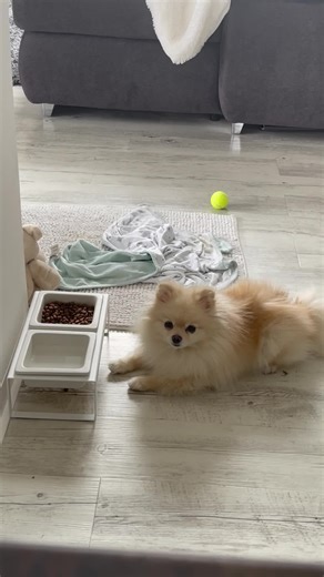 Blog: Reisen mit Hund 🐶🌍 🐾 Mit deinem Pomeranian fliegen ✈️ 🐾 Die besten Hundehotels und Reisezeiten 🐾 Verdiene deine ersten 1000€ als Petfluencer! 🐶🐱🐭🐹🐰 ✨ Wie komme ich zum Blog? ✨ LINK IN BIO @itspawsome_mia 👱🏻‍♀️❤️🐶 ———————————————— #ReisenMitHund #HundeglückUnterwegs #ZwergspitzAbenteuer #HundeReisen #PomeranianAbenteuer #HundAmMeer #HundeUrlaub #ZwergspitzReisen #FluffigerBegleiter #HundeReiseAbenteuer #KleinerEntdecker #ZwergspitzUnterwegs #HundeglückReisen #ZwergspitzLiebe #H