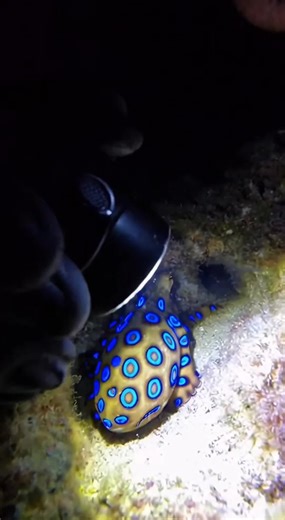 BEWARE THE BLUE RINGS: THE OCEAN’S DEADLIEST MINIATURE 🐙💎 Don’t let its size fool you. Hidden in these tropical tide pools lives the Blue-Ringed Octopus. It stays camouflaged until it’s ready to strike, flashing its electric blue rings as a final warning. One of the most venomous creatures on the planet, caught right before our eyes. #BlueRingedOctopus #OceanMysteries #MarineLife #WildlifeDiscovery #toxicbeauty
