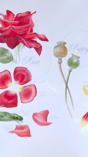 4.7K views · 173 reactions | Sometimes I play around with the demos and practice pages to make them look interesting and pretty. This page is made up of various class demonstrations so the pencil names helped to tie them together somehow. 珞#dowhatmakesyouhappy | Billy Showell's School of Botanical Art | Facebook