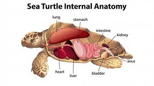 Detailed view of sea turtle internal organs