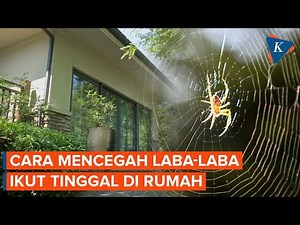 Cara Aman Cegah Laba-Laba Masuk dan Tinggal di Rumah