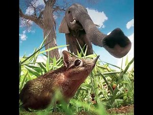 Meet the Sengi!
